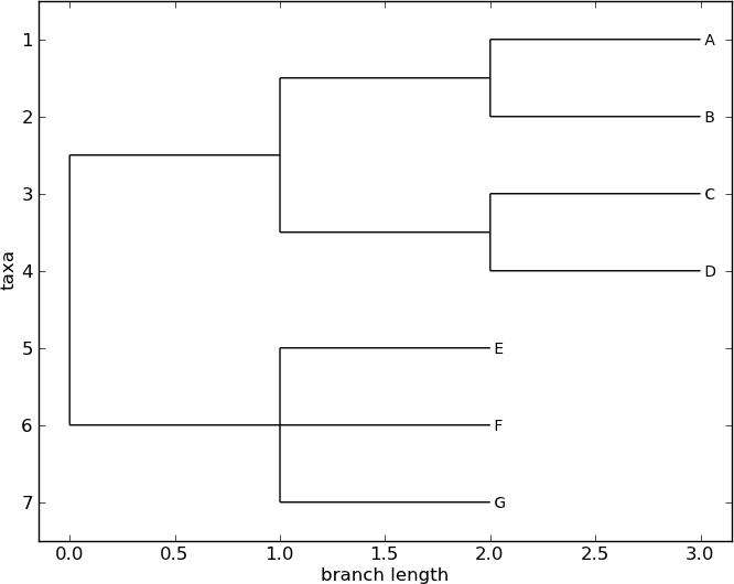 A rooted tree drawn with ``Phylo.draw``.