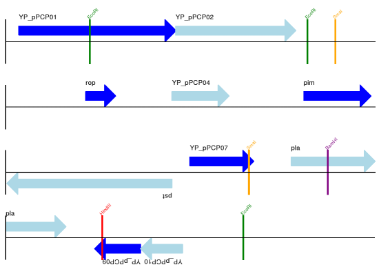 Linear diagram for plasmid showing selected restriction digest sites
