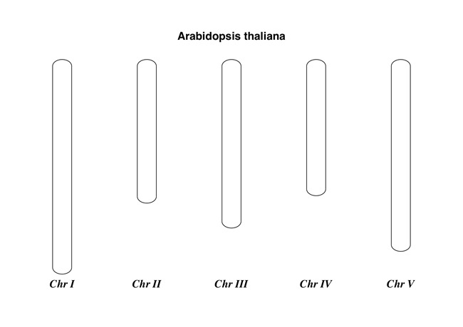 Simple chromosome diagram for *Arabidopsis thaliana*.