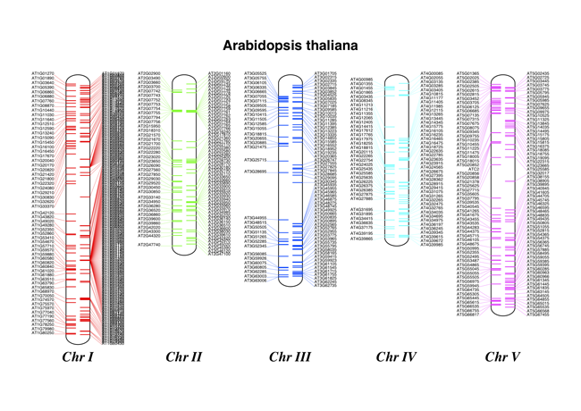 Chromosome diagram for *Arabidopsis thaliana* showing tRNA.