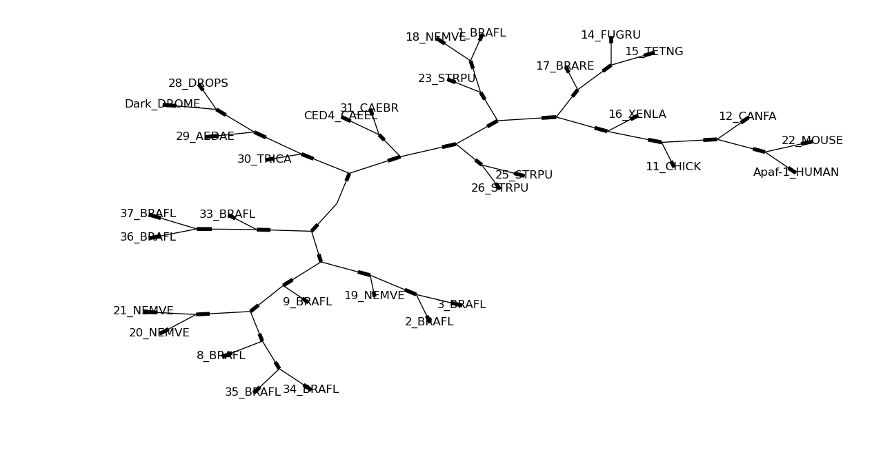 Phylogram with plain text nodes